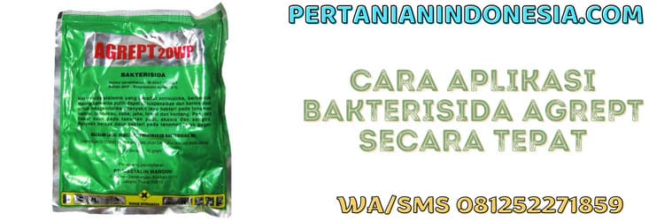 cara aplikasi,bakterisida agrept,bakterisida agrept 20 wp,pertanian indonesia,cara aplikasi bakterisida agrept 20 wp